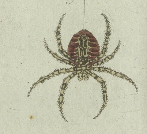 European Garden Spider Anatomy: Hand-Colored Engraving from Bertuch, 1798, close-up 2