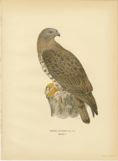 Nordic Birds of Prey Triptych, Swedish Lithographs, Scandinavian Raptors 1929, view 3