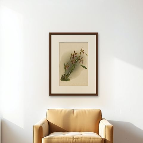 Antique Botanical Print, Exotic Orchid Odontoglossum Wattianum, c.1888, shown framed on a wall