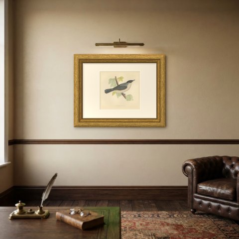 Orphean Warbler with Black Hood, Antique Hand Colored Morris Plate, 1896, shown framed on a wall
