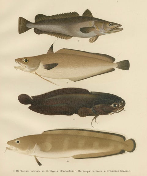 Hake, Blue Ling, Tadpole Fish, and Torsk - Fascinating Fish Lithograph, 1895, close-up 5