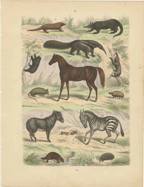 Mammals Print: Horse, Zebra, Anteater & Pangolin, Antique 1867, view 2