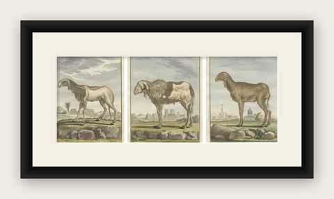 Rare 1769 India Sheep & Ram Trio, Hand-Coloured Buffon Engravings Set, shown framed