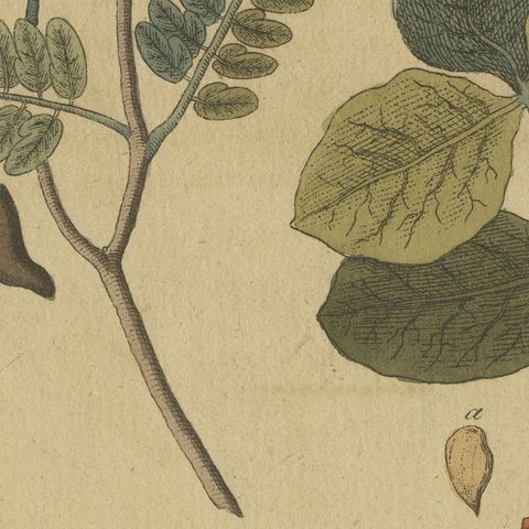 Tamarind and Pistachio Nut Tree, Antique Bertuch Print, circa 1805, close-up 6