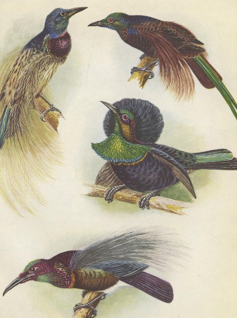 Antique Print of the Bensbach's Rifle Bird and Others, 1950, view 4