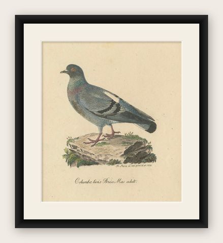 Franz Sturm's 1830 Illustration of the Adult Male Rock Dove (Columba livia), shown framed