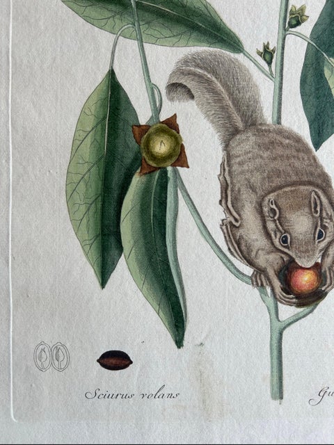 Flying Squirrel & Blue-Tail Lizard, Catesby Natural History c.1771, view 9