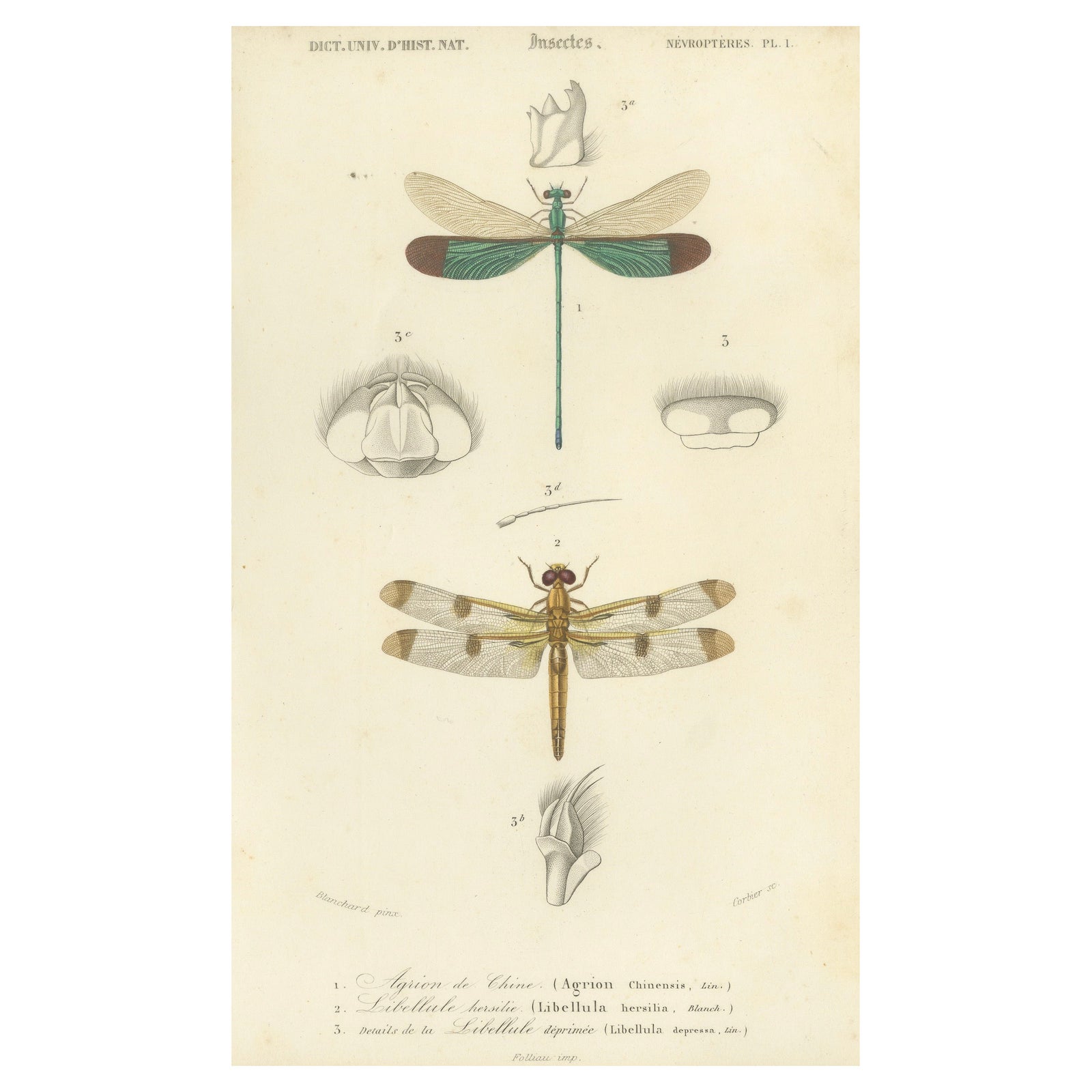 Antique Dragonfly Print, Agrion de Chine, French Natural History Engraving 1800