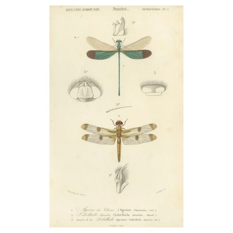 Antique Dragonfly Print, Agrion de Chine, French Natural History Engraving 1800