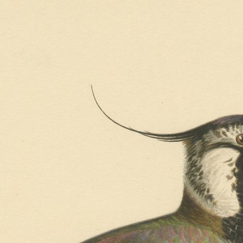 Iridescent Majesty: Vintage Print of The Northern Lapwing by Von Wright, 1929, close-up 3