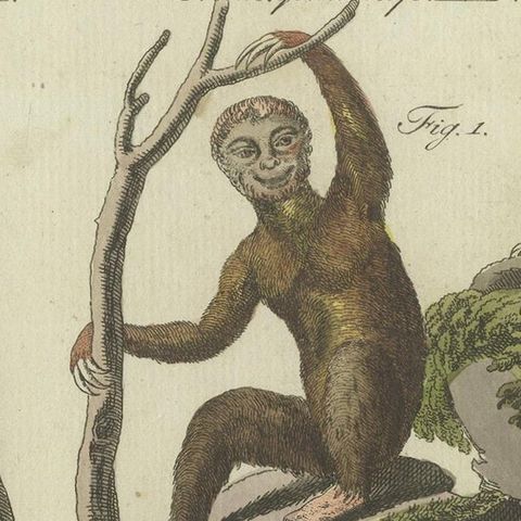 Antique Animal Print of Various Animals Incl a Sloth, Anteater, etc. circa 1800, close-up 1