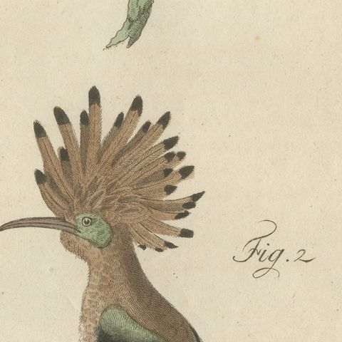 Hoopoe, Roller and Crossbills, Antique Bertuch Print, Vienna, circa 1805, close-up 4