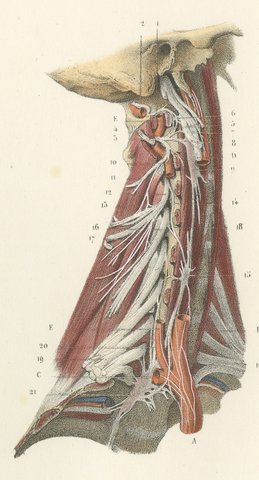 The Cervical Plexus, Antique Hirschfeld Anatomy Print, 1866, view 5