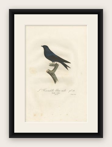 Antique Bird Print of the Blue Swallow by Vieillot, 1807, shown framed