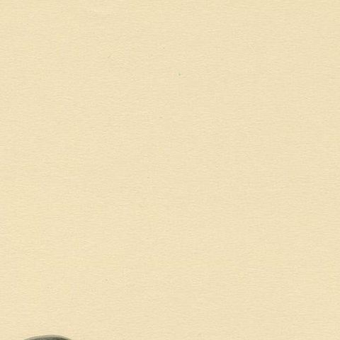 Antique Bird Print of the Black Tern by Von Wright, 1917, close-up 1