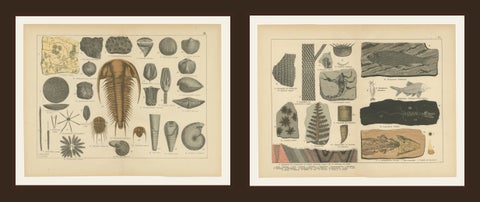 Decorative Antique Fossil Prints, Trilobites, Crinoids & Coal Measures, 1880, shown framed