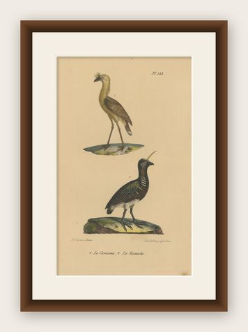 Pl. 135 Antique Bird Print of a Seriema & Kamichi by Lejeune 'c.1830', shown framed