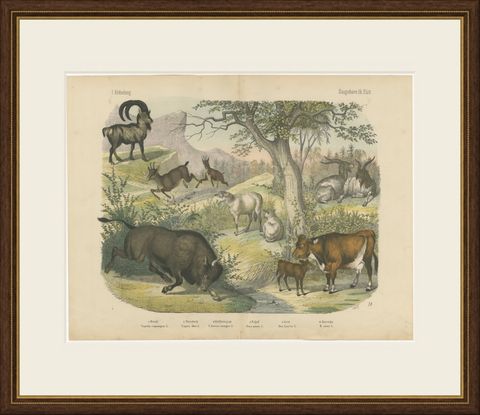 Antique Ibex and Chamois Print with Aurochs, Sheep and Cattle, circa 1890, shown framed