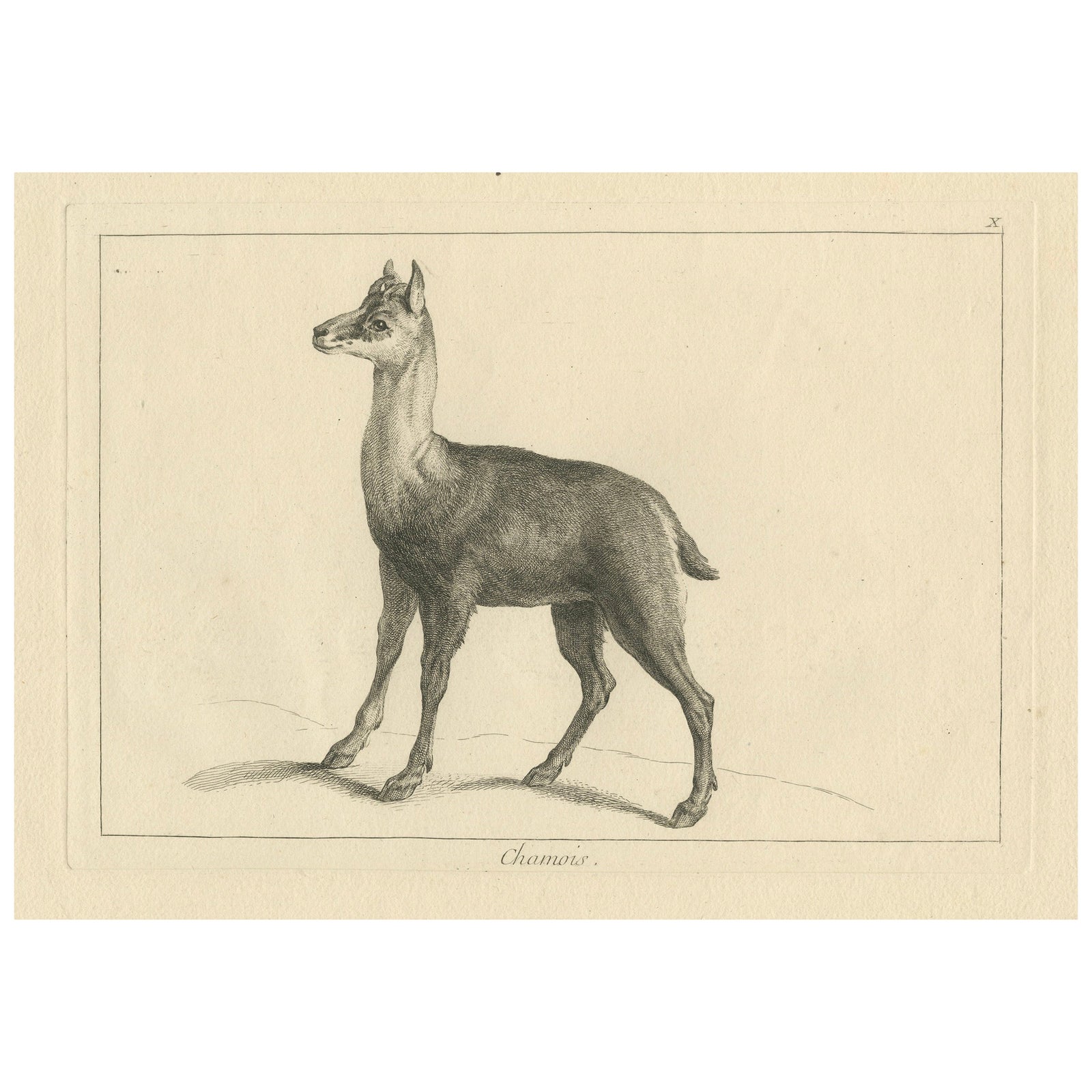 Agile Chamois or Mountain Goat Antilope: A Detailed Etching - circa 1740