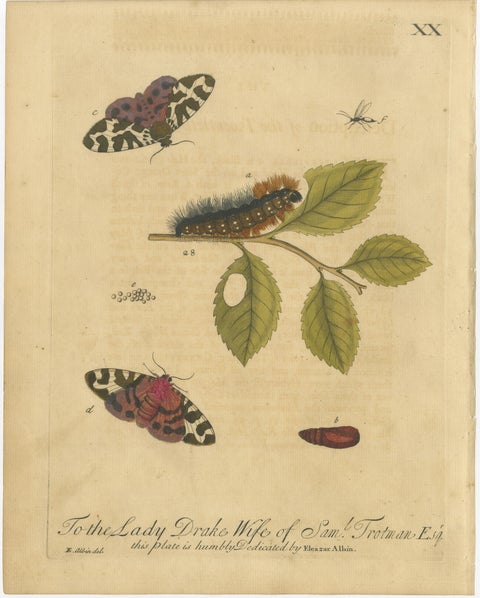 English Moths & Caterpillars, Common Rustic, Drab & Tiger Moths, Albin 1720, view 5