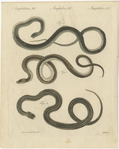 Three Slender Snakes, Antique Bertuch Print, Vienna, circa 1805