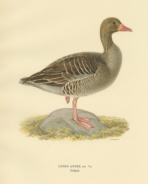 Antique Bird Print of the Greylag Goose by Von Wright, 1929, view 4