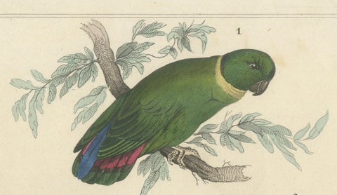 Set of 2 Antique Prints of Parrots, Lories and other Birds, close-up 1