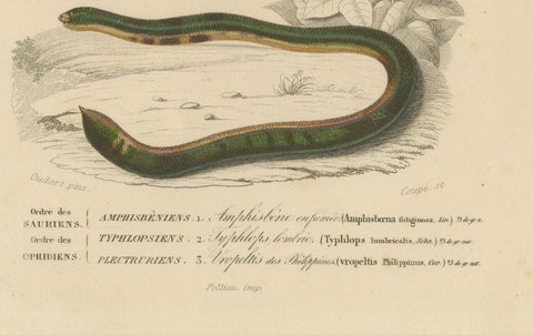 Snake Print of Worm Snake, Philippine Uropeltis and Amphisbaena, c.1850, close-up 1