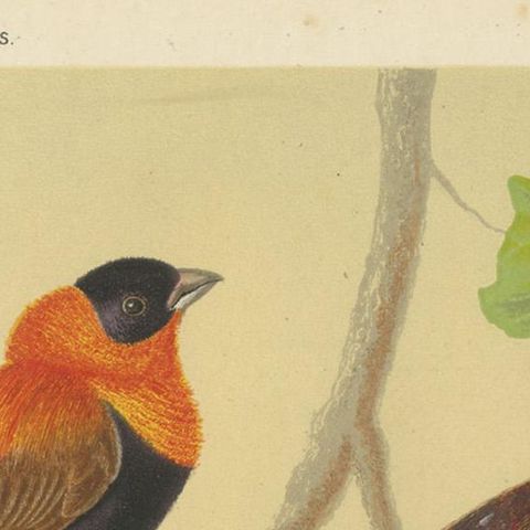 Antique Bird Print of the Orange Weaver, Red-Headed Weaver and Saffron Finch, close-up 1