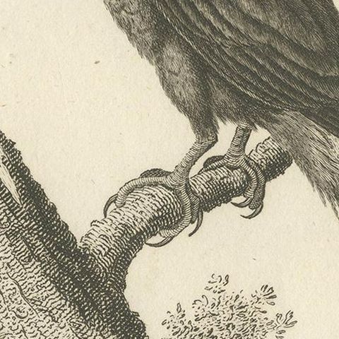 Antique Bird Print of the Red-Billed Toucan by Shaw, '1811', close-up 2