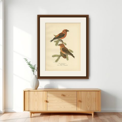 Antique Bird Print of The Red Crossbill by Von Wright, 1927, shown framed on a wall