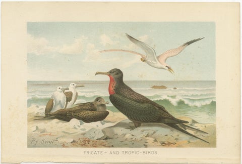 Antique Frigate Bird & Tropic Bird Print, Coastal Scene Lithograph, c.1895, view 2