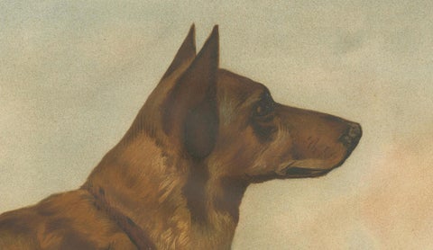 Large Antique Dog Poster, Shepherd and Mastiff by Briedwiser c.1880, close-up 4