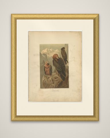 Antique Bird Print of the Bearded Vulture by Prang, 1898, shown framed