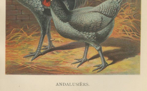 The Elegant Andalusian Chicken - A Rare 19th Century Poultry Lithograph, close-up 1