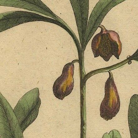Botanical Illustration of Cardamom Plant (Cardamomum majus arborescens) , 1696, close-up 5