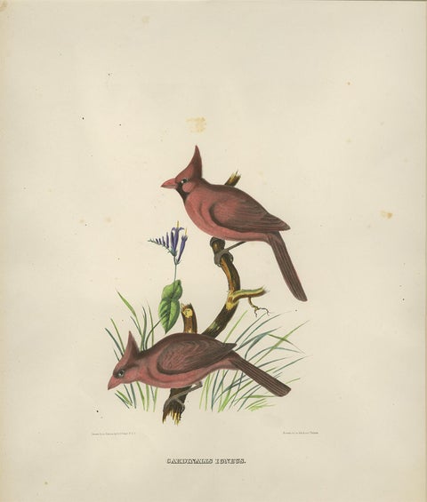 Antique Bird Print of Northern Cardinals Made After D.G. Elliot, 1869, view 3