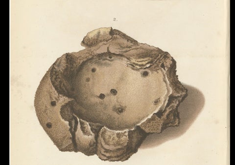 Antique Lithographs of Termite Queen Cells, Termes Gibus, Sumatra c.1887, close-up 3