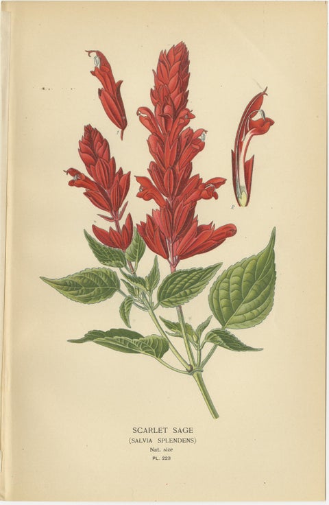 1897 Botanical Prints, Hybrid Coleus, Scarlet Sage, and Spotted Dead Nettle, view 3