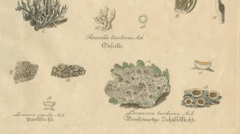 Antique Lichen Botanical Print, Dye & Chemical Species, c.1831, close-up 3