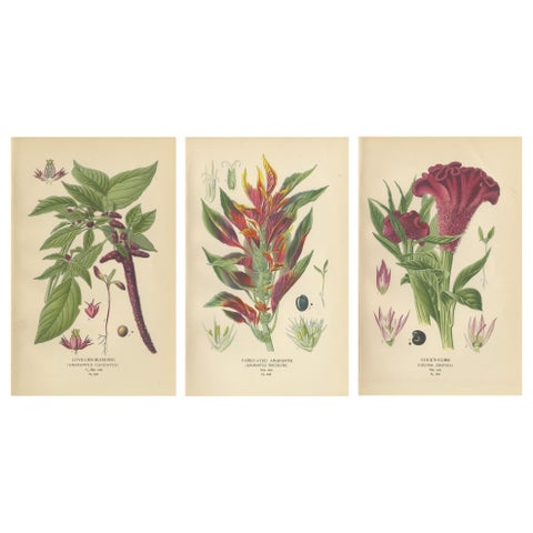 1897 Botanical Prints, Love-Lies-Bleeding, Variegated Amaranth, and Cockscomb