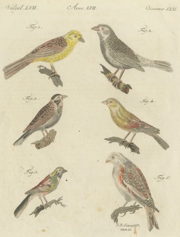 Yellowhammer, Ortolan and Buntings, Antique Bertuch Print, Vienna, circa 1805