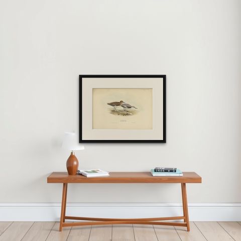 Antique Bird Print of The Sanderling by Gould, 1832, shown framed on a wall