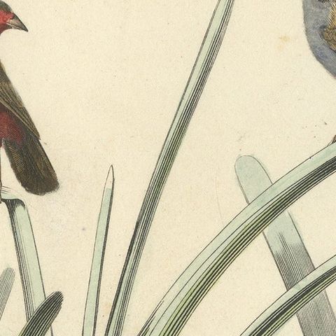 Ornithological Splendor: The Senegal Firefinch and Bengalese Finch Birds, 1837, close-up 6