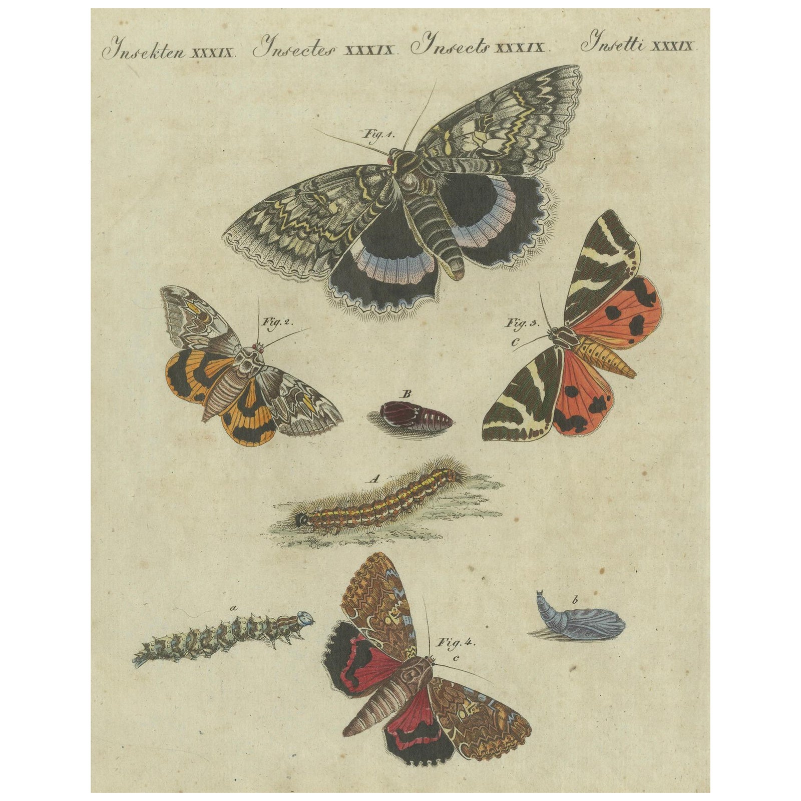 Vivid Lepidoptera: Hand-Colored 18th-Century Butterfly and Moth Studies