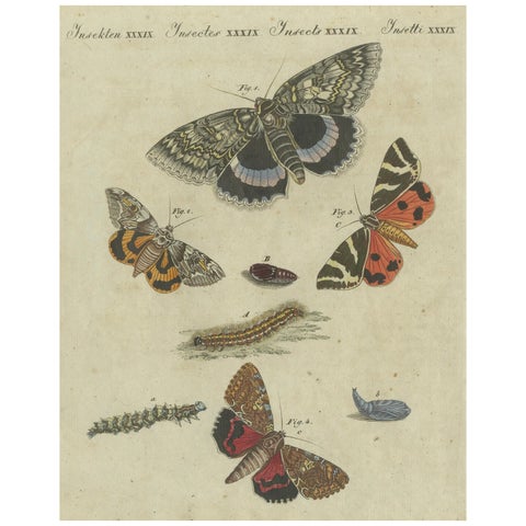 Vivid Lepidoptera: Hand-Colored 18th-Century Butterfly and Moth Studies