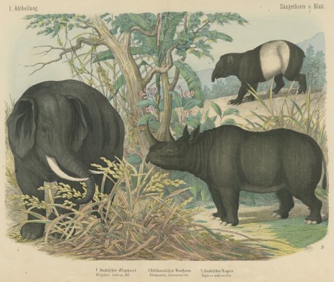 Antique Elephant and Rhinoceros Print with Tapir, Kolb Mammals, circa 1890
