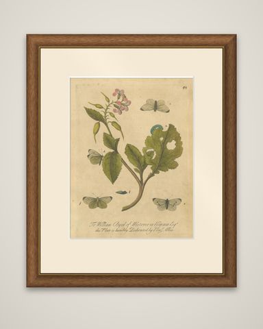 Butterfly Life Cycle on Flowering Plant, Albin Hand-Colored Engraving, ca.1720, shown framed