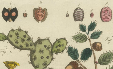 Cochineal Cactus and Kermes Oak: Hand-Colored Engraving from 1798, close-up 3