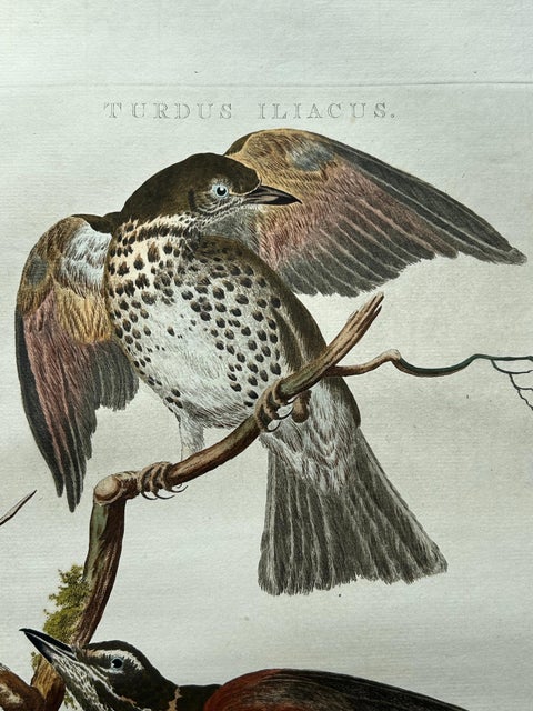 Redwing Thrush, Antique Bird Print by Nozeman and Sepp, 1770, view 9